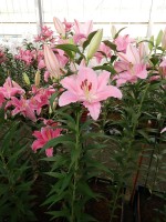 [5242 Emani 2N No02.JPG]